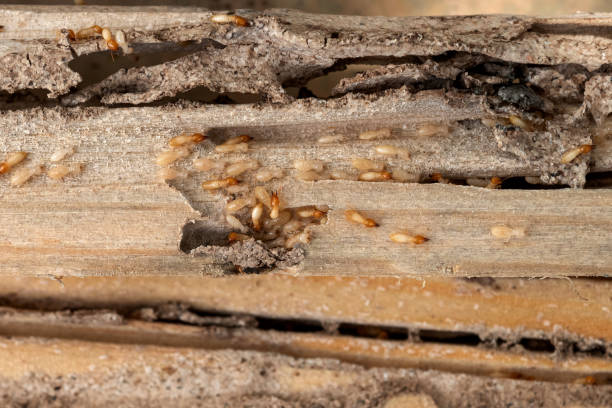 Best Local Pest Control Services  in Lutcher, LA